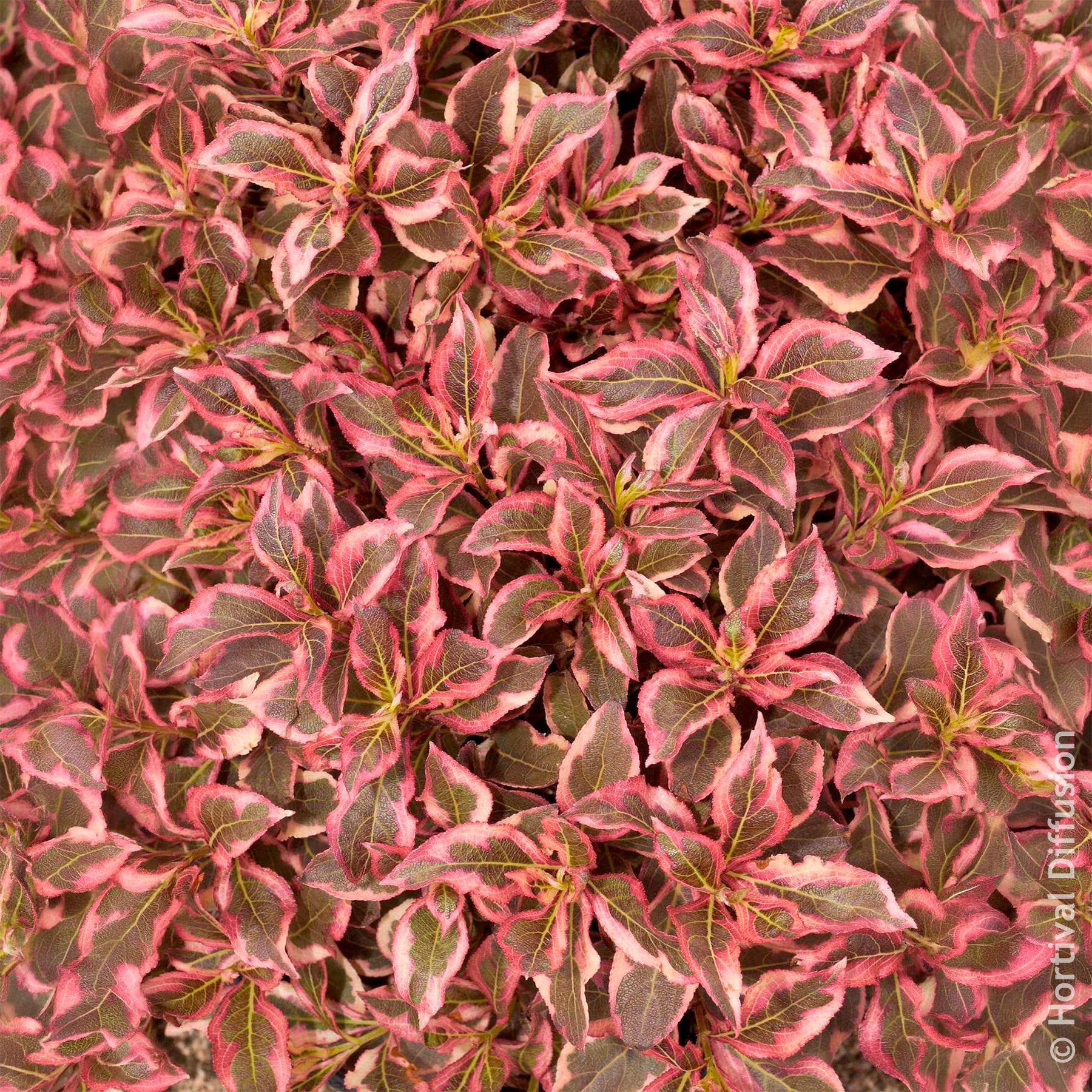 Weigelias - Weigélia Monet - Weigela florida Monet