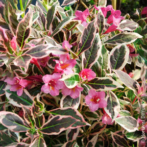 Vente Weigélia Monet - Weigela florida Monet