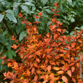 Abelia grandiflora Caramel Charm - Abélia à grandes fleurs Caramel Charm - Abelia