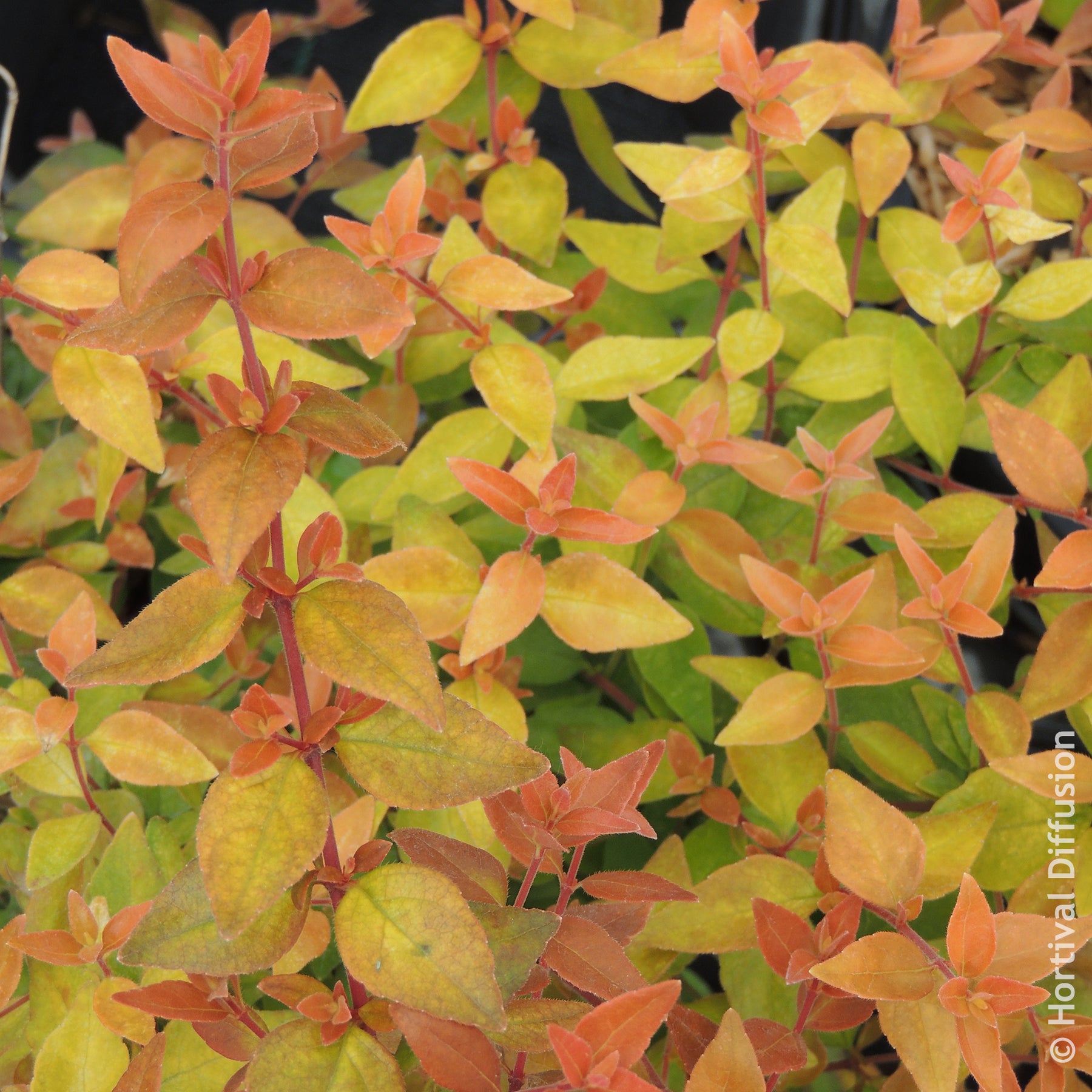 Abélia à grandes fleurs Caramel Charm - Abelia grandiflora Caramel Charm - Willemse