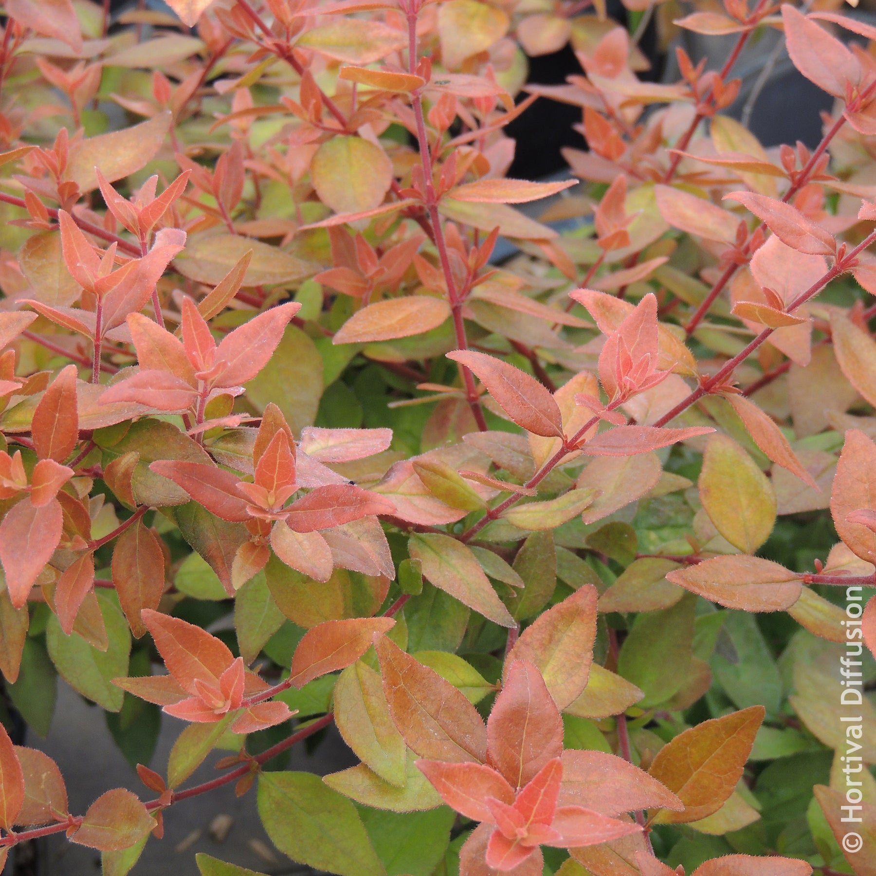Abelia - Abélia à grandes fleurs Caramel Charm - Abelia grandiflora Caramel Charm