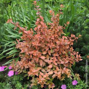Abélia à grandes fleurs Caramel Charm - Willemse