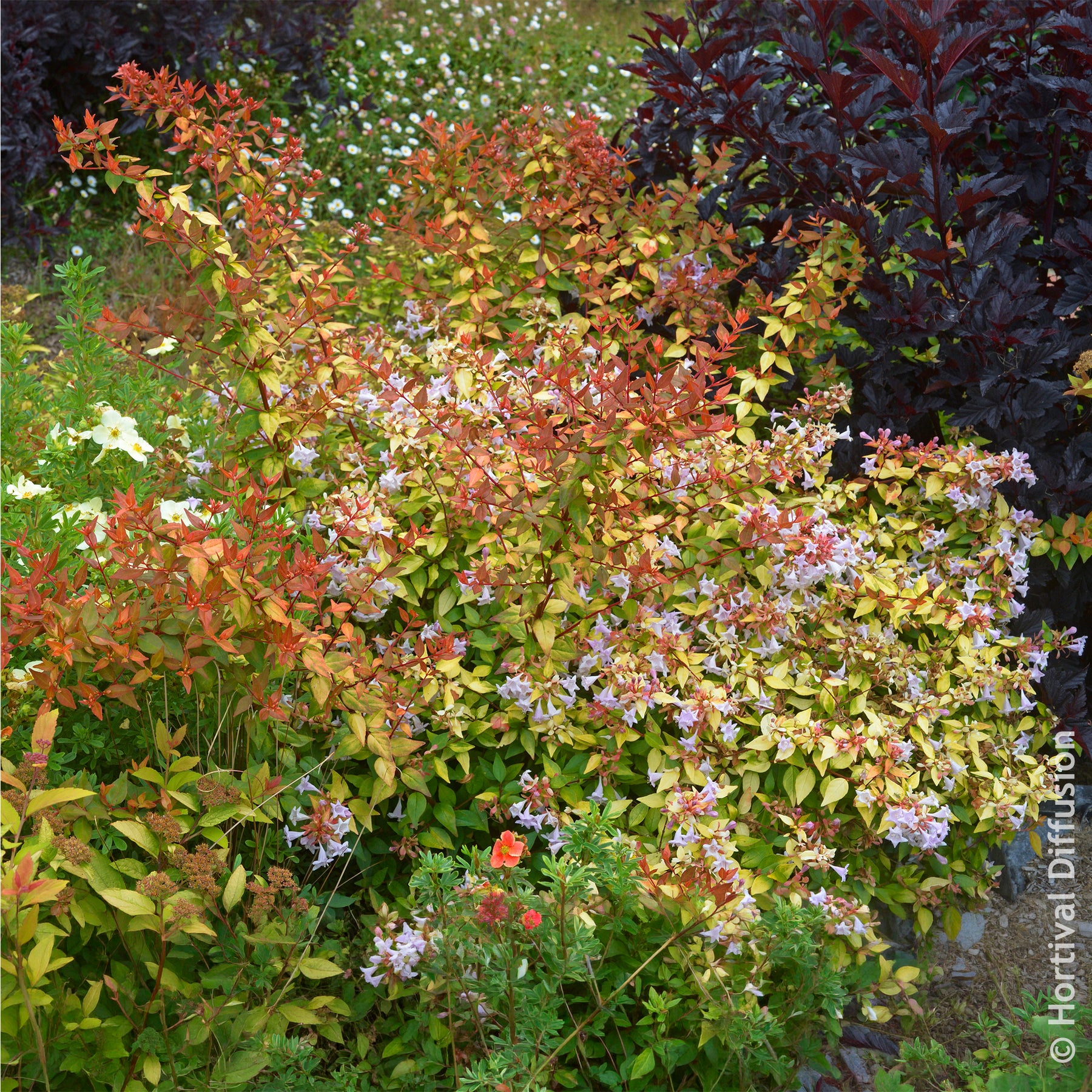 Vente Abélia à grandes fleurs Caramel Charm - Abelia grandiflora Caramel Charm