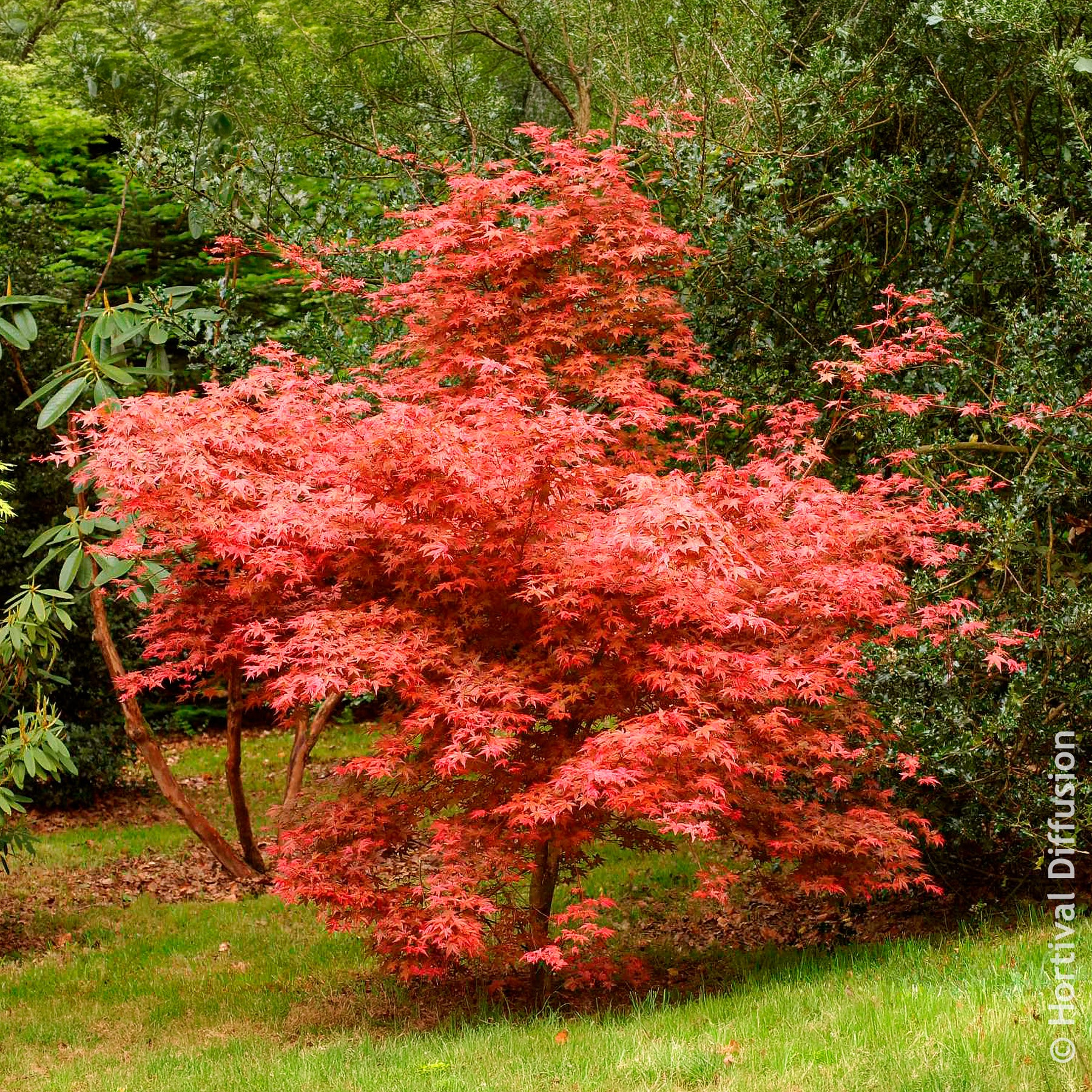 Vente Érable du Japon Deshojo - Acer palmatum Deshojo
