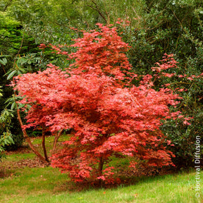 Vente Érable du Japon Deshojo - Acer palmatum Deshojo