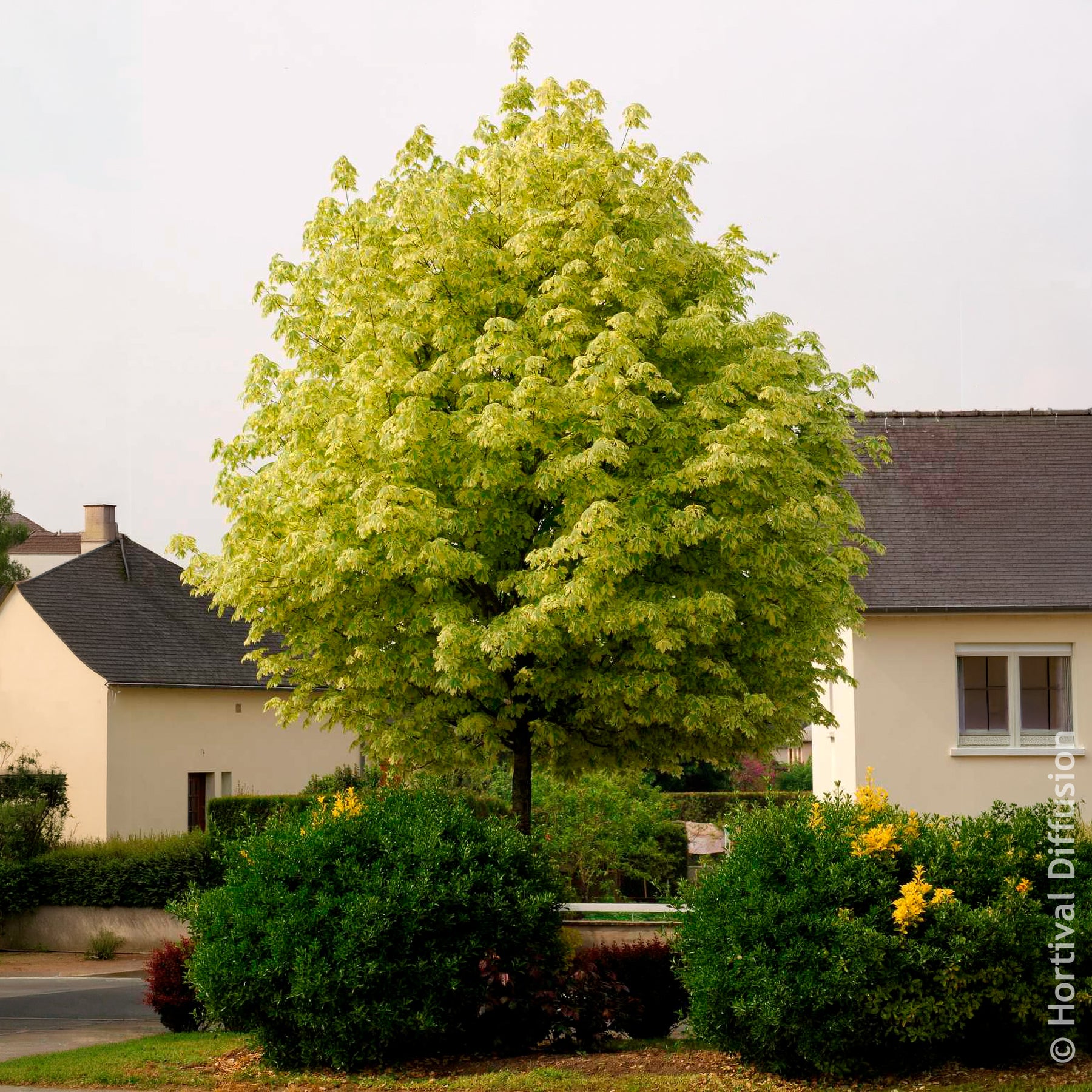 Vente Érable plane panaché Drummondii - Acer platanoides Drummondii