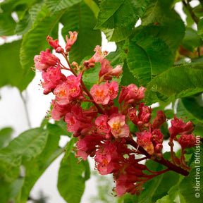Marronnier rouge Briotii - Aesculus carnea Briotii - Willemse