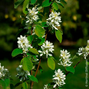 Amélanchier à feuilles d’aulne Smokey - Willemse