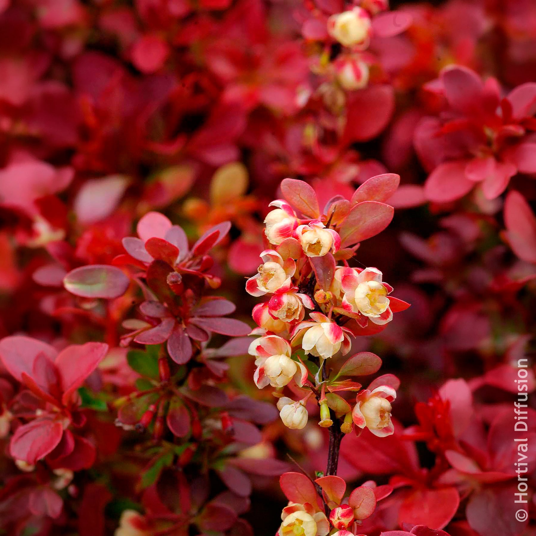 Berberis thunbergii Admiration - Épine-vinette Admiration - Berberis
