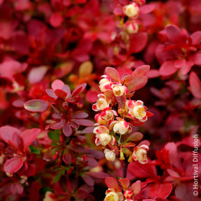 Berberis thunbergii Admiration - Épine-vinette Admiration - Berberis