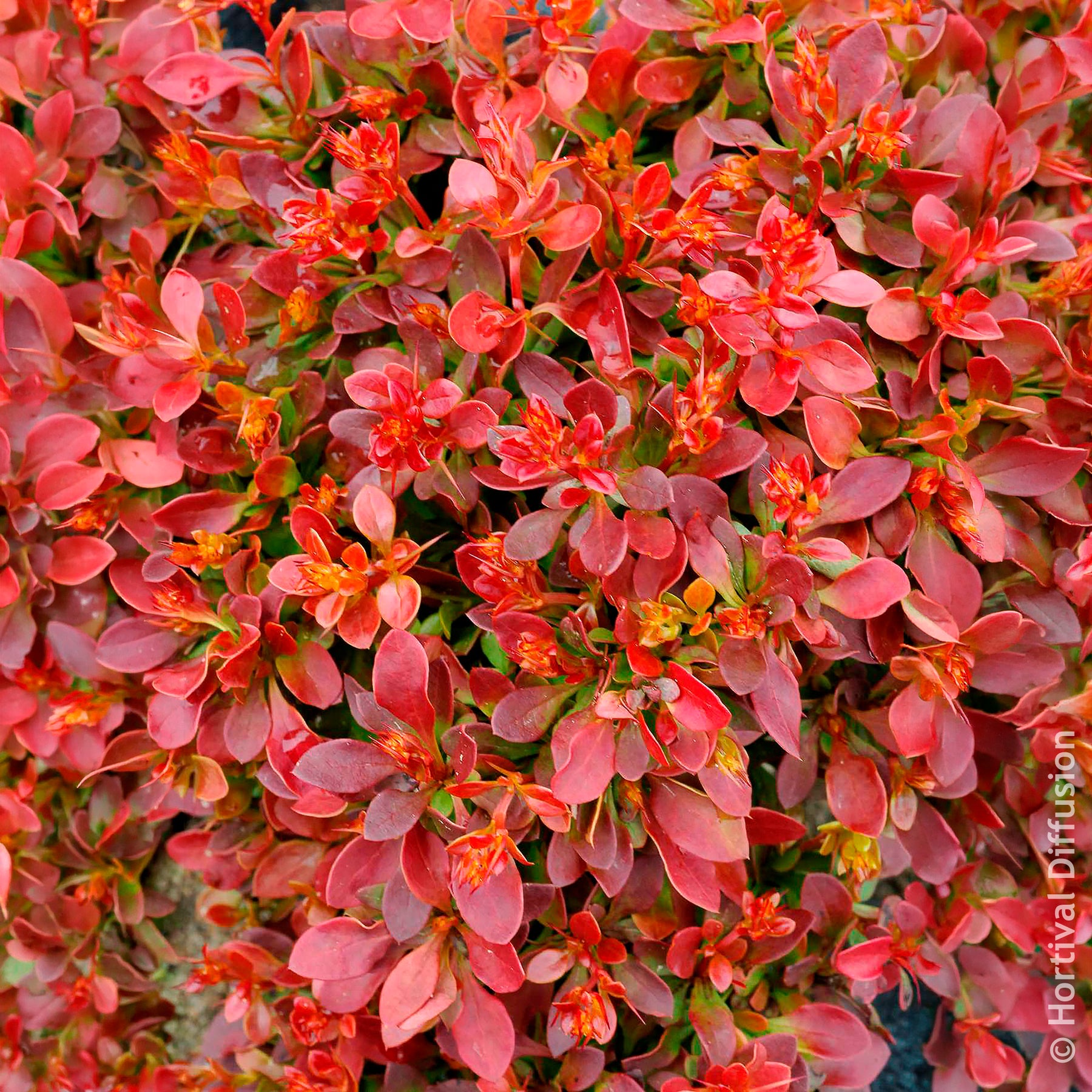 Berberis - Épine-vinette Admiration - Berberis thunbergii Admiration
