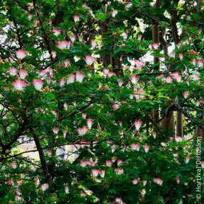 Calliandra de Surinam - Willemse