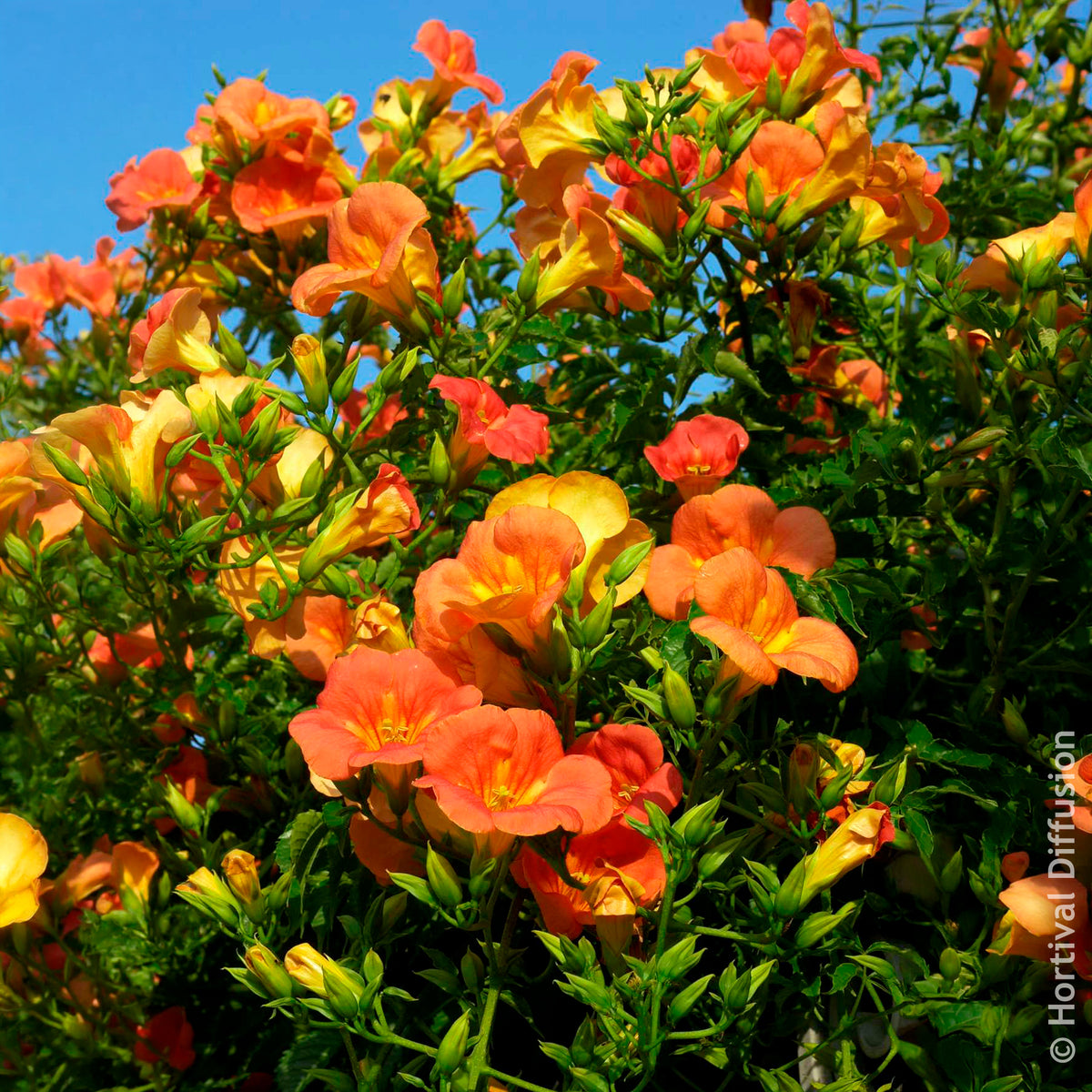 Bignone à grandes fleurs - Willemse