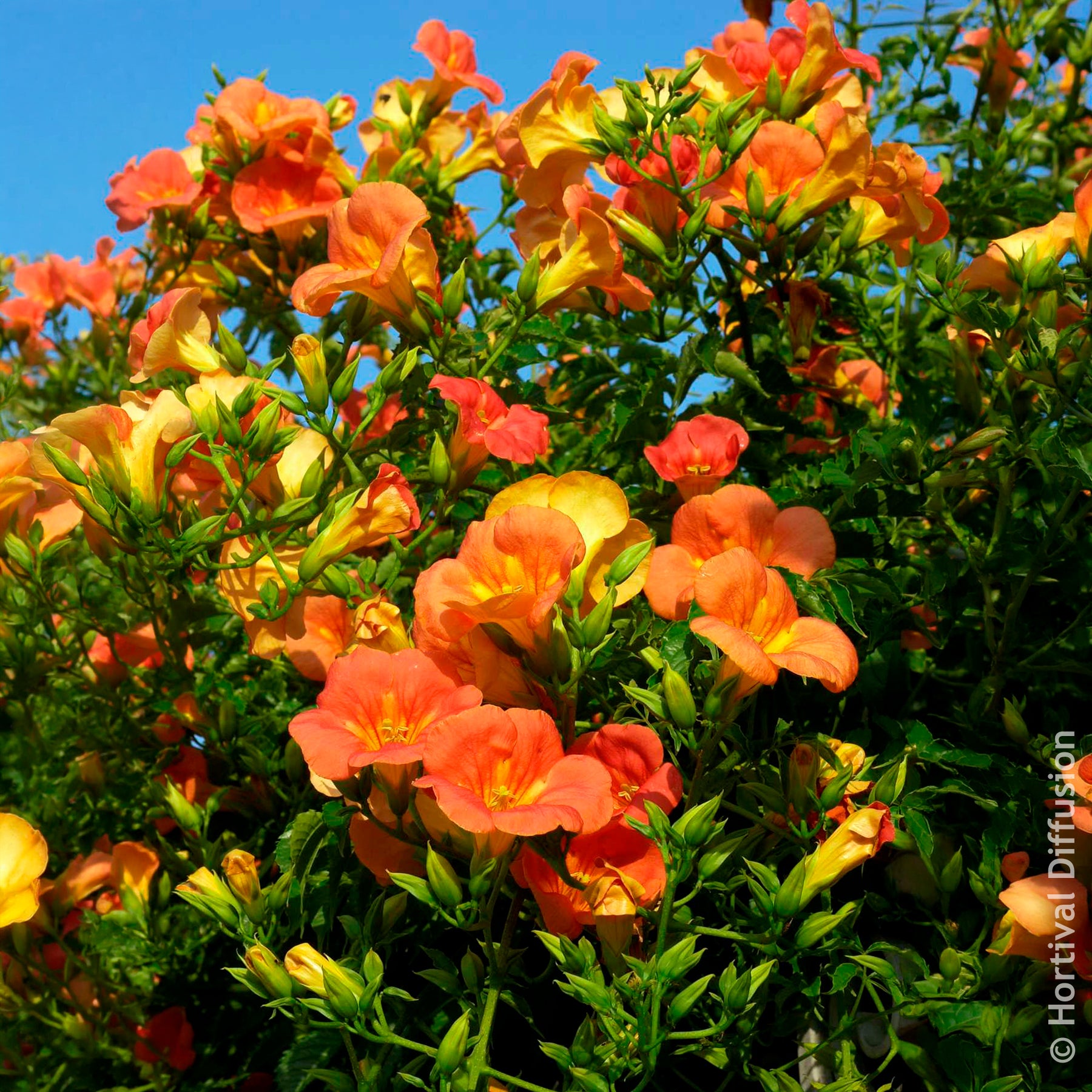 Bignone à grandes fleurs - Willemse