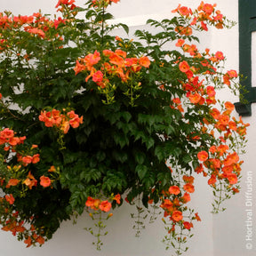 Campsis grandiflora - Bignone à grandes fleurs - Bignone
