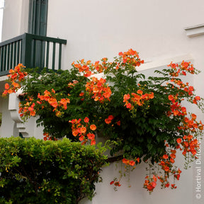 Bignone à grandes fleurs - Campsis grandiflora - Willemse