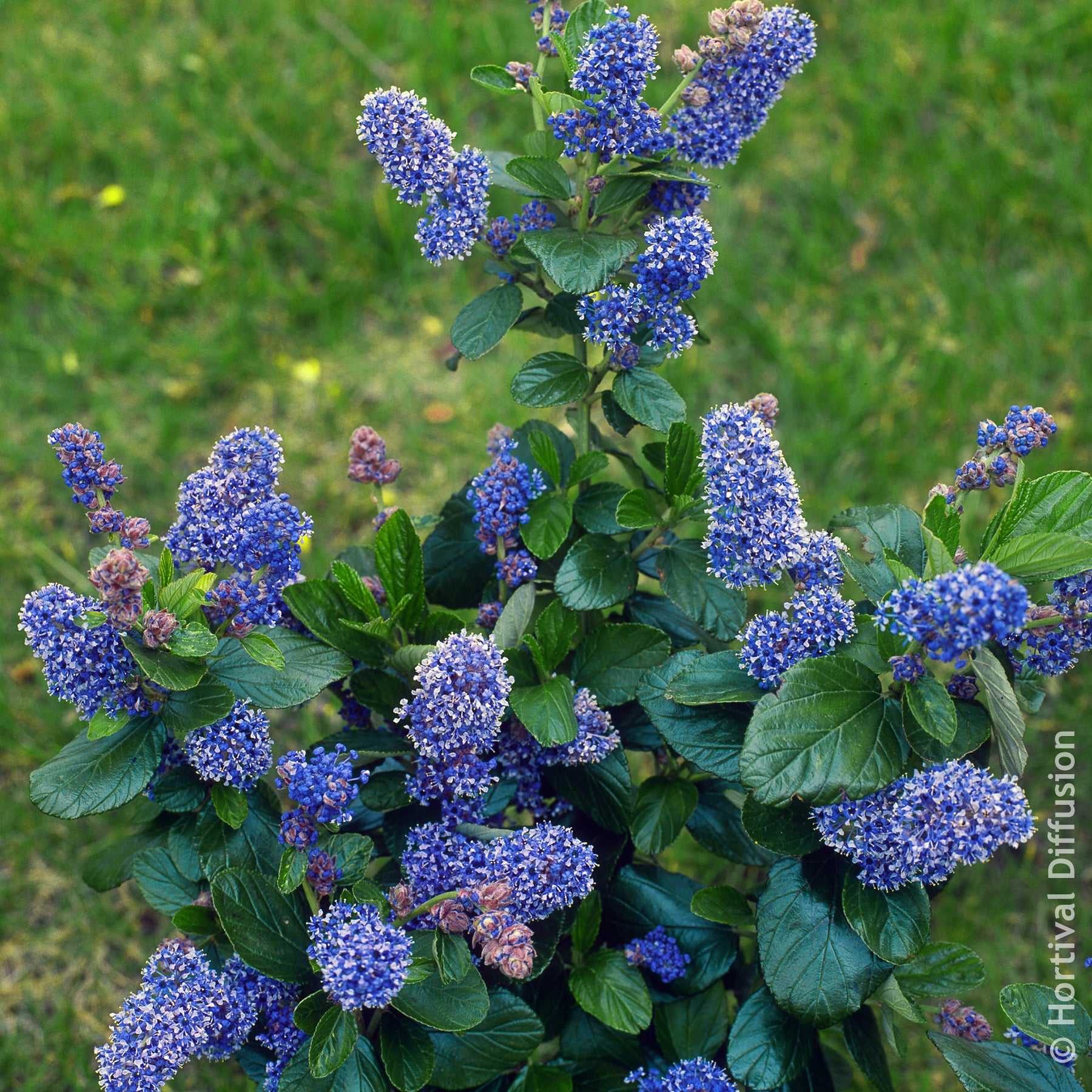 Céanothe Trewithen Blue - Willemse