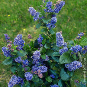 Céanothe Trewithen Blue - Willemse