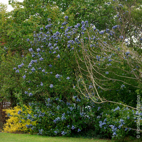Ceanothus arboreus Trewithen Blue - Céanothe Trewithen Blue - Céanothes - Lilas de Californie