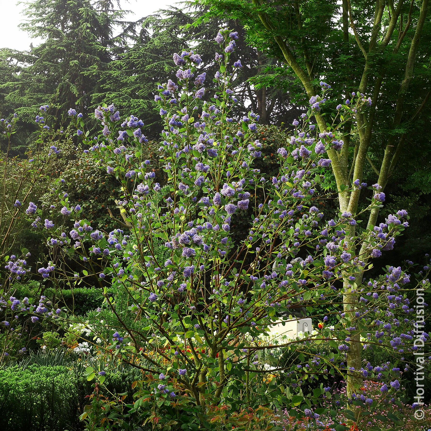 Céanothes - Lilas de Californie - Céanothe Trewithen Blue - Ceanothus arboreus Trewithen Blue