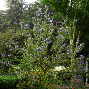 Céanothes - Lilas de Californie - Céanothe Trewithen Blue - Ceanothus arboreus Trewithen Blue
