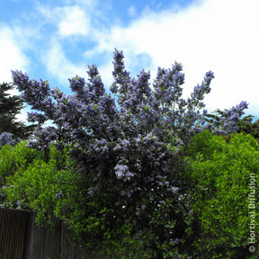 Vente Céanothe Trewithen Blue - Ceanothus arboreus Trewithen Blue