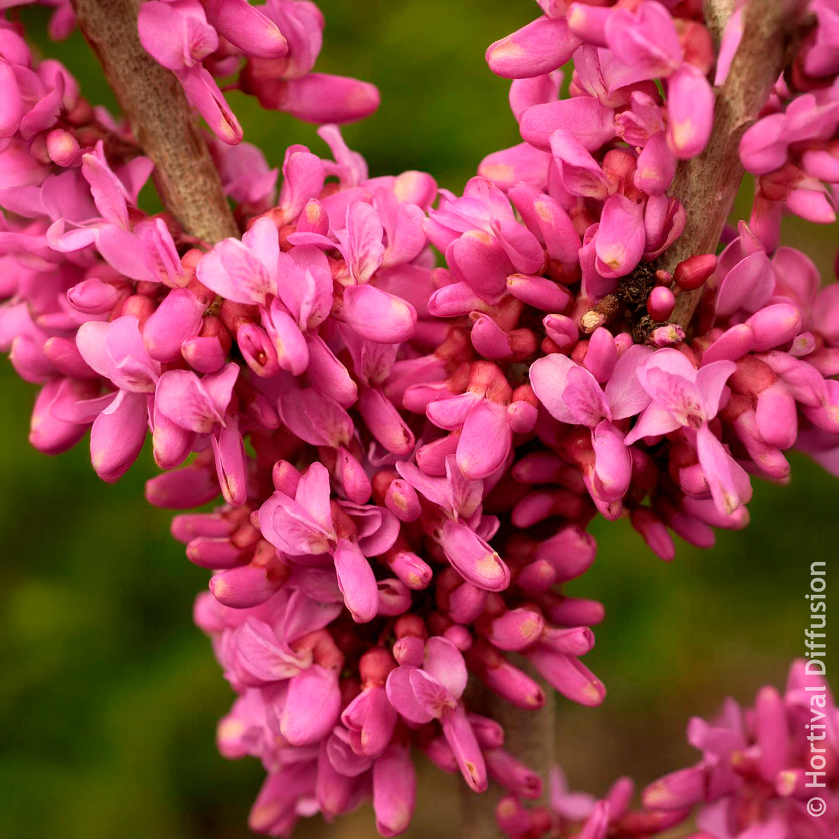 Arbre de Judée de Chine Avondale - Cercis chinensis Avondale Pot - Willemse
