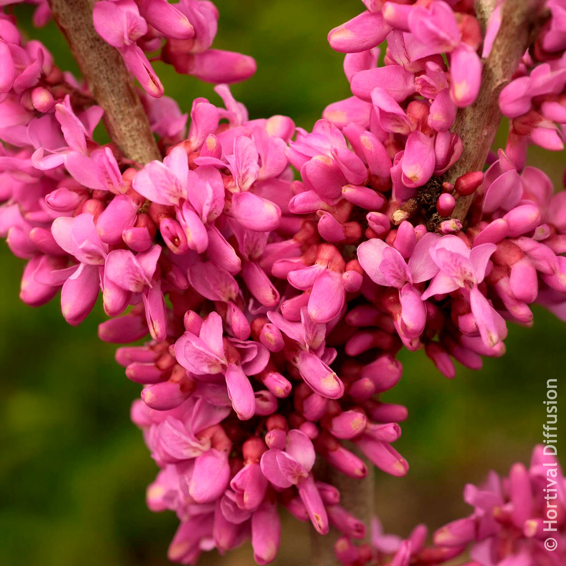 Arbre de Judée de Chine Avondale - Cercis chinensis Avondale Pot - Willemse