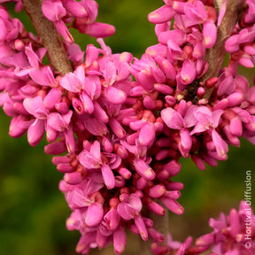 Arbre de Judée de Chine Avondale - Cercis chinensis Avondale Pot - Willemse