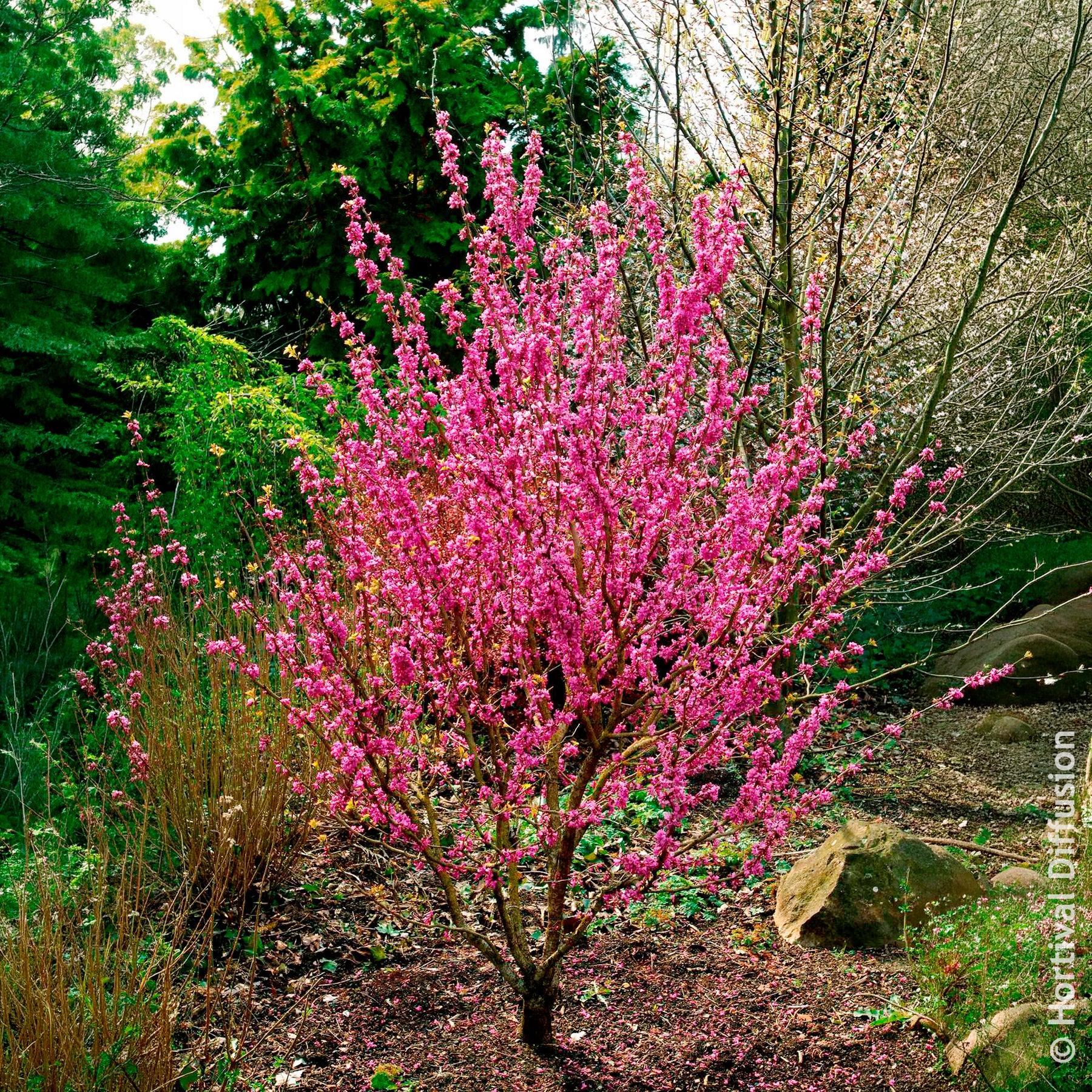 Arbre de Judée de Chine Avondale - Willemse