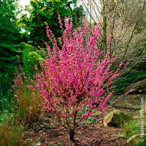 Arbre de Judée de Chine Avondale - Willemse