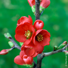 Cognassier du Japon Rubra - Chaenomeles speciosa Rubra - Willemse