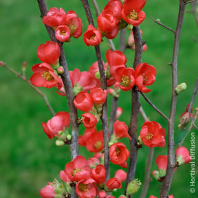 Chaenomeles speciosa Rubra - Cognassier du Japon Rubra - Cognassier du Japon