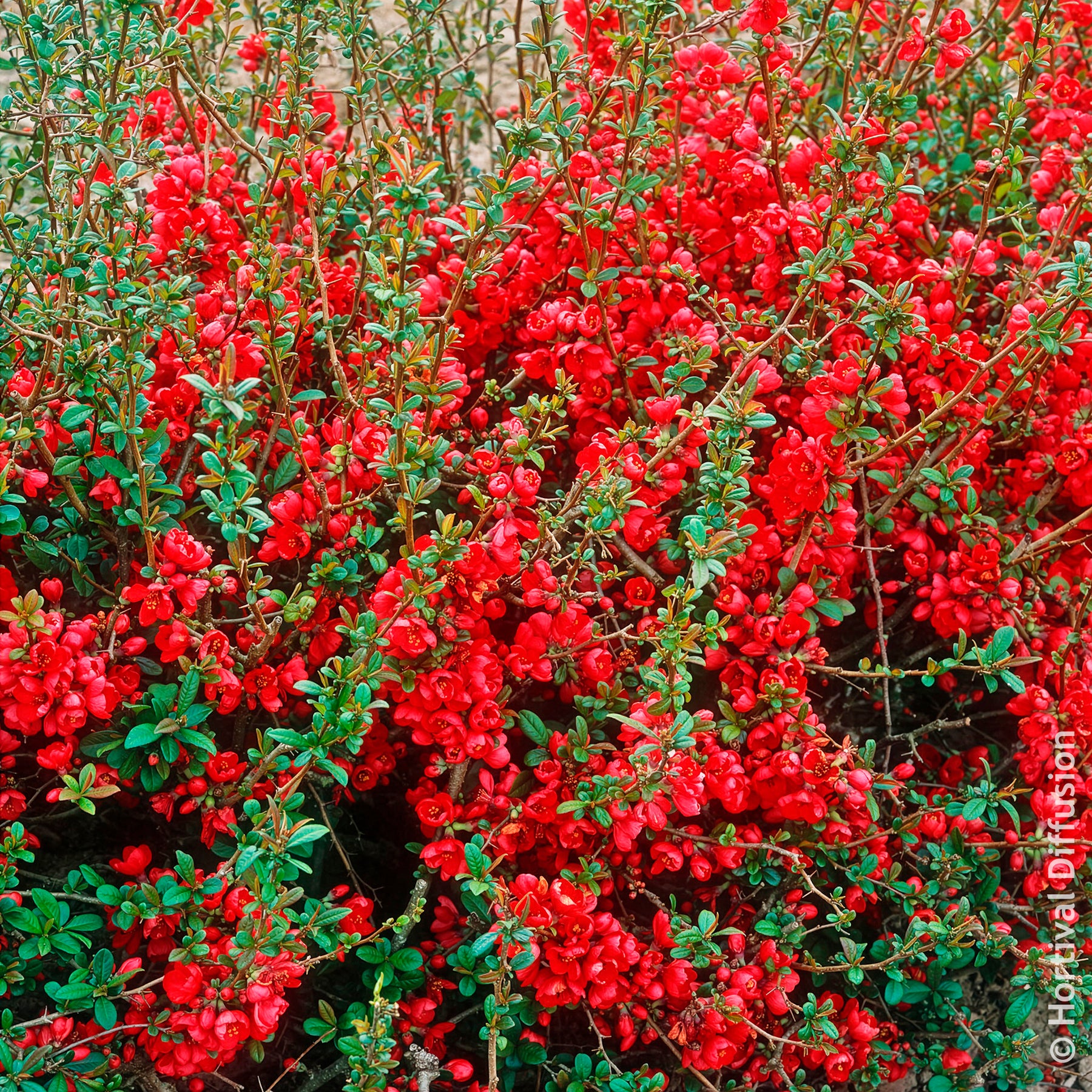 Cognassier du Japon Rubra - Willemse