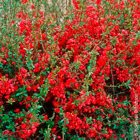 Cognassier du Japon Rubra - Willemse