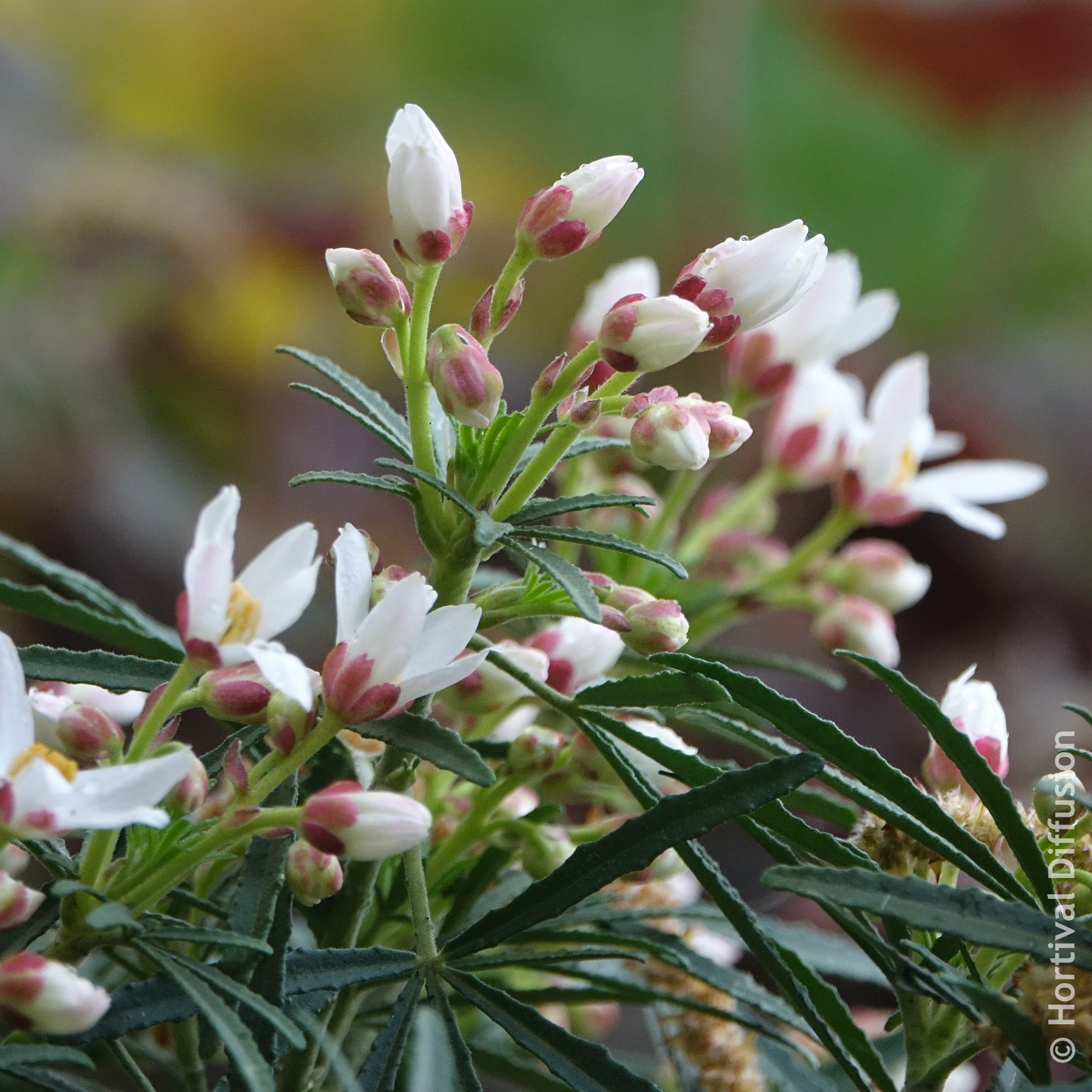 Choisya dewitteana Little Bee - Oranger du Mexique Little Bee - Orangers du Mexique