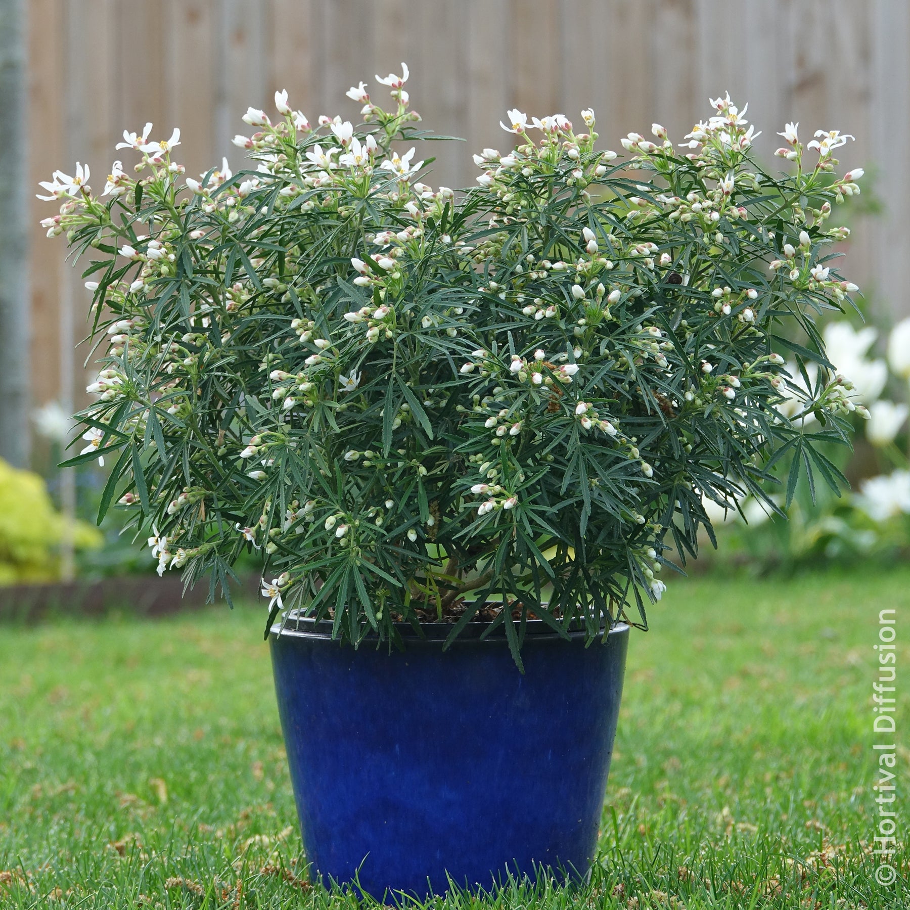 Orangers du Mexique - Oranger du Mexique Little Bee - Choisya dewitteana Little Bee