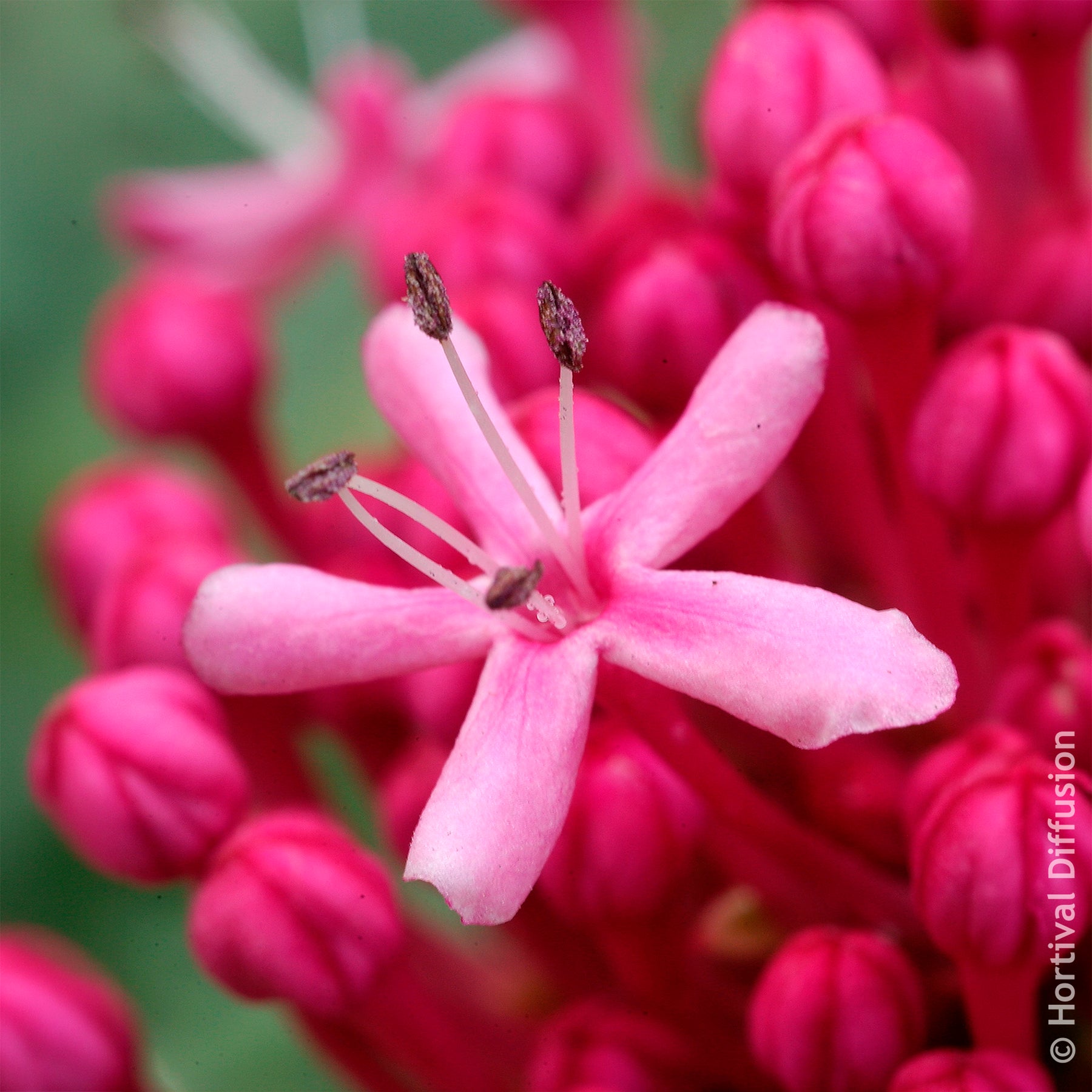 Clérodendron de Bunge - Clerodendrum bungei - Willemse