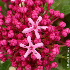 Clerodendrum bungei - Clérodendron de Bunge - Arbres à fleurs