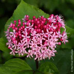 Arbres à fleurs - Clérodendron de Bunge - Clerodendrum bungei