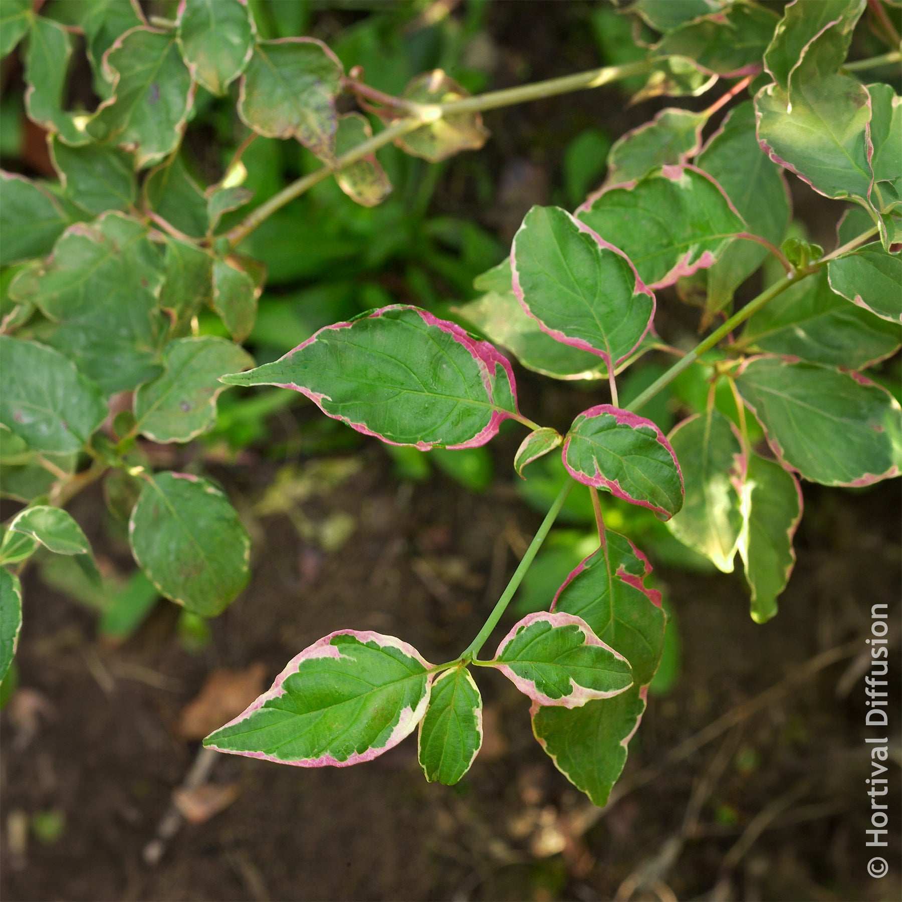Cornouiller des pagodes Pinky Spot - Cornus alternifolia Pinky Spot Pot - Willemse
