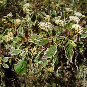 Cornus alternifolia Pinky Spot Pot - Cornouiller des pagodes Pinky Spot - Cornouillers