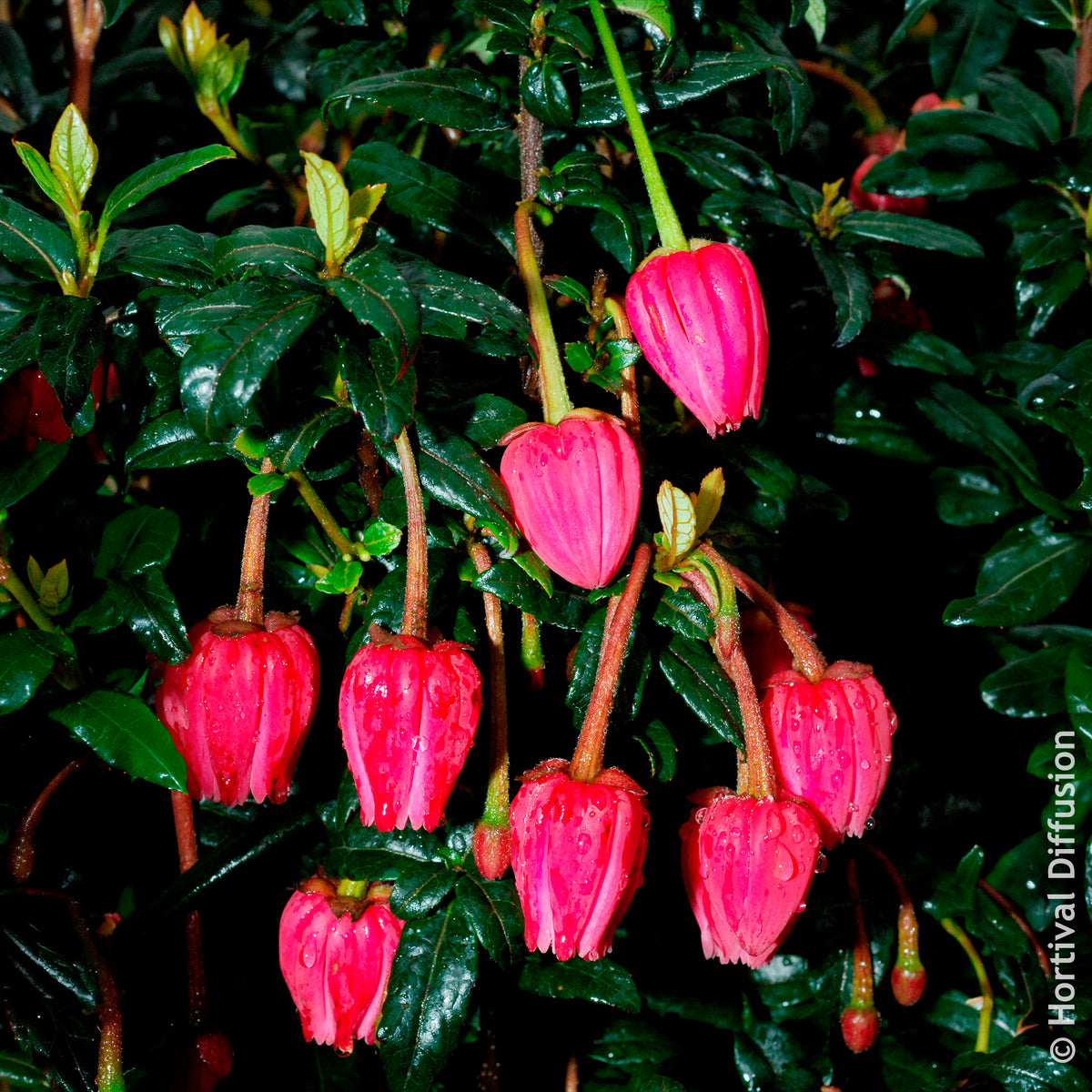 Crinodendron de Hooker - Crinodendron hookerianum - Willemse
