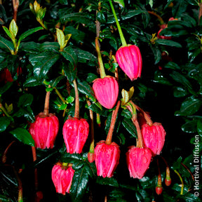 Crinodendron de Hooker - Crinodendron hookerianum - Willemse