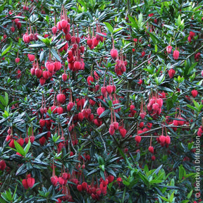 Crinodendron de Hooker - Willemse
