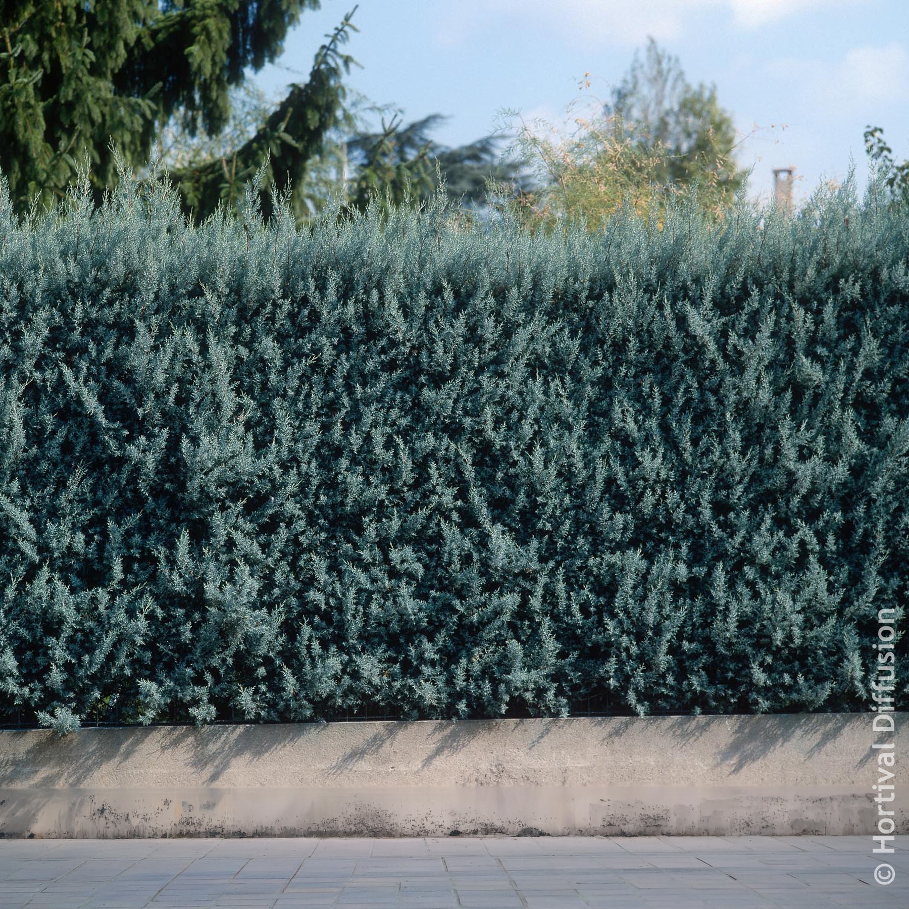 Cyprès d’Arizona Fastigiata - Cupressus arizonica Fastigiata - Willemse