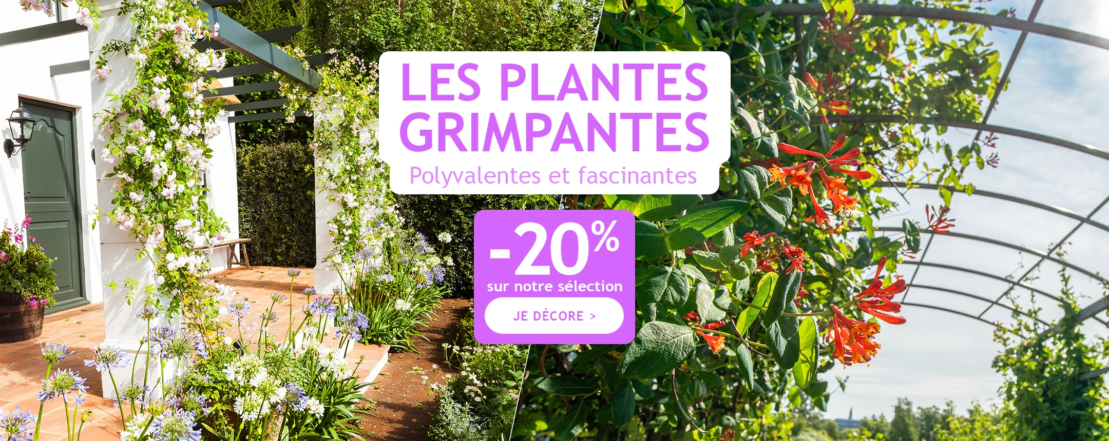 -20% sur notre sélection de plantes grimpantes