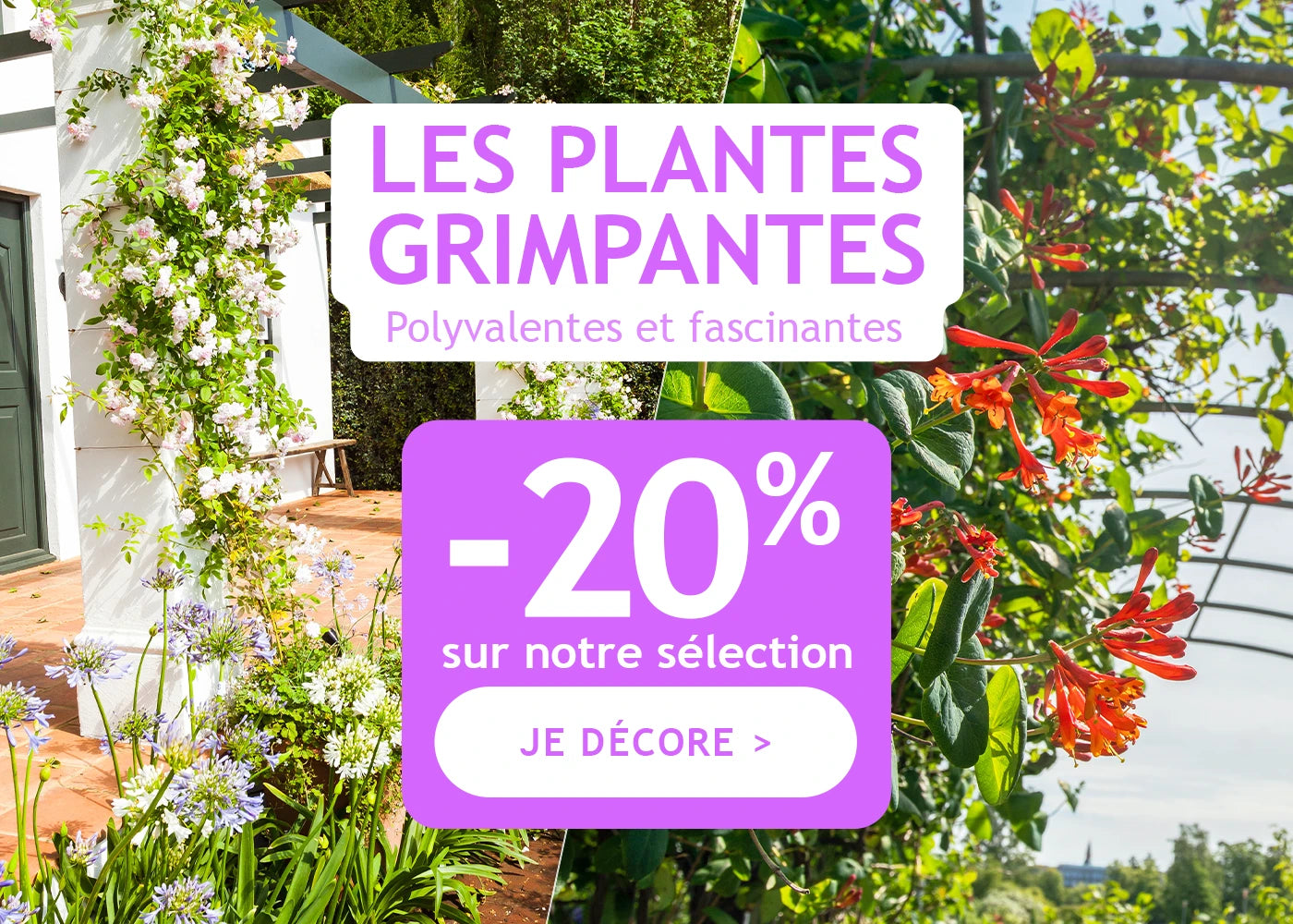 Notre sélection de plantes grimpantes à -20%