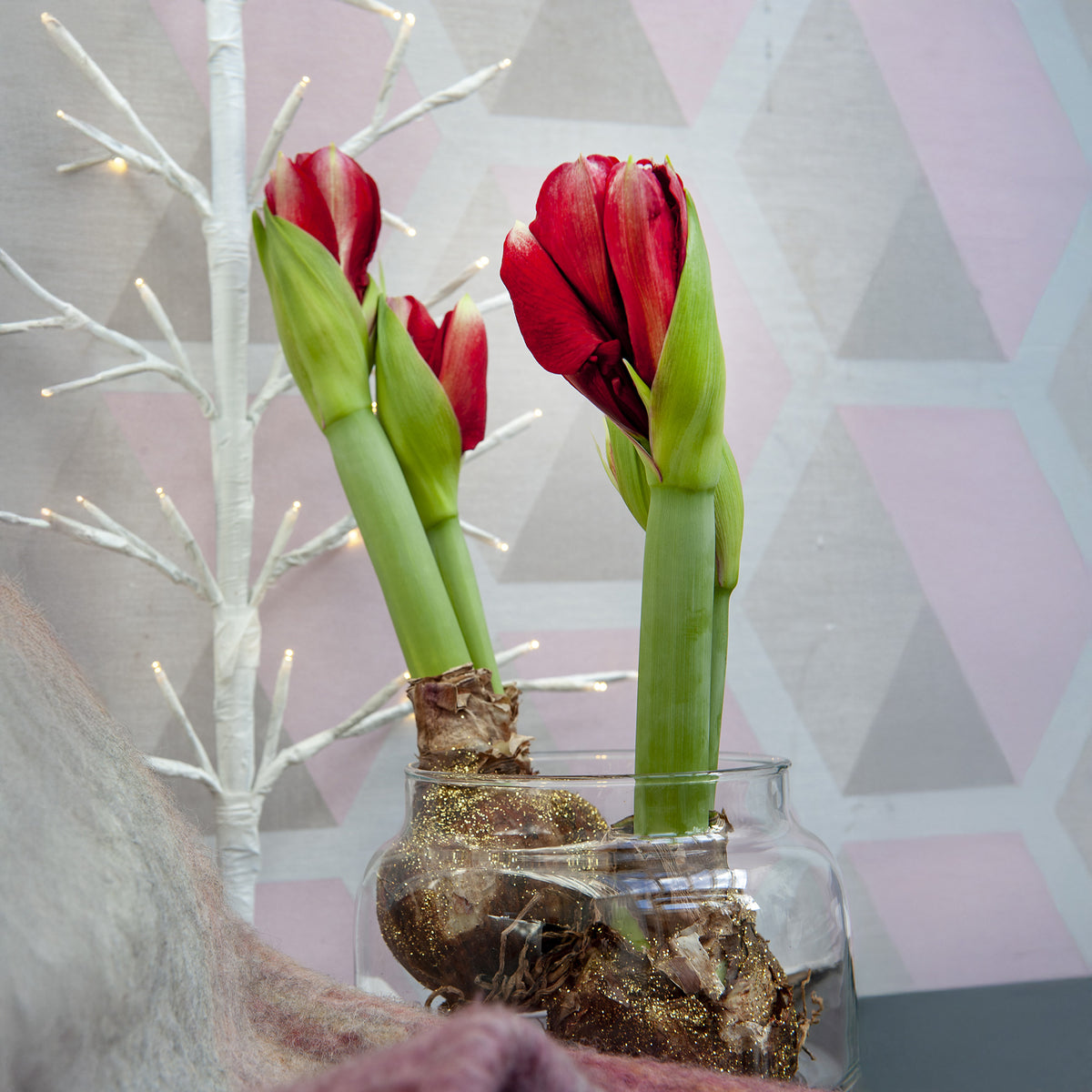 Wax Amaryllis  Magic Rosé Gold - Amaryllis  Magic Rosé Gold - Willemse