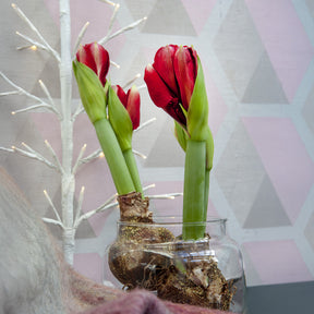 Wax Amaryllis  Magic Rosé Gold - Amaryllis  Magic Rosé Gold - Willemse